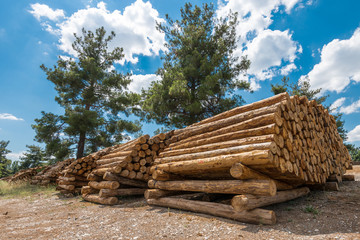 Raw pine wood logs, Turkey