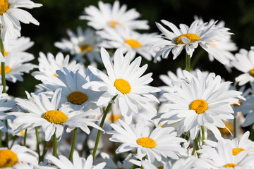White daisies flower field