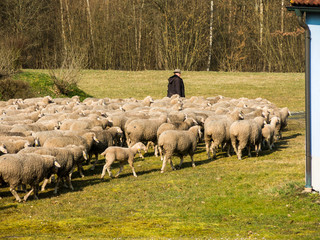 Schäfer mit Herde