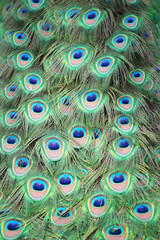 Closeup a peacock feathers (Pavo cristatus)