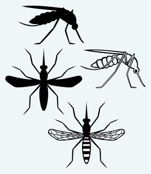 Silhouettes of mosquito