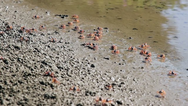 Fiddler crab