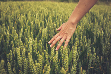 Hand touching crops in field