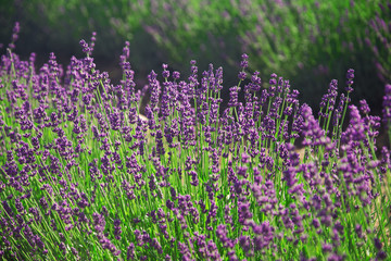 Naklejka premium Lavender flowers