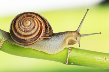 Snail crawling on green stem of plant on bright background