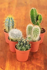 Foto op Plexiglas Cactus in pot Collectie van cactussen op houten achtergrond