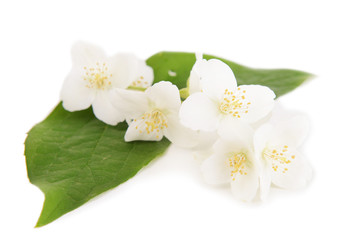 Naklejka na ściany i meble Beautiful jasmine flowers isolated on white