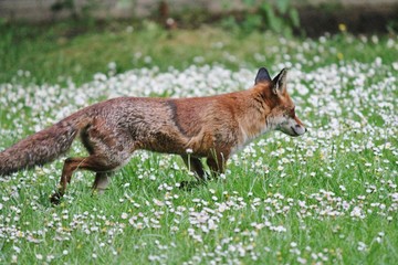 wild red fox in park