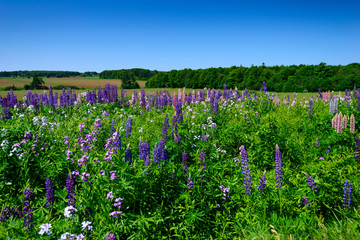 Field of Lupins