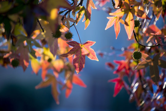 Nature. Autumn. Background, Leafes