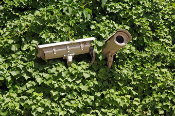 security cameras hidden in ivy covered wall