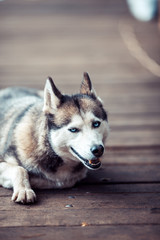 Siberian husky dog portrait