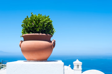 Pot with plant