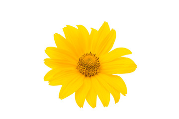 yellow flower isolated