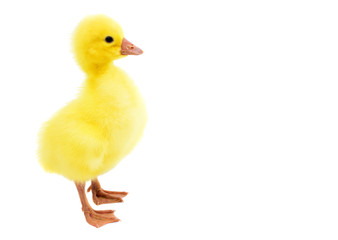 little gosling isolated