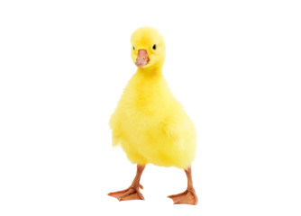 little gosling isolated