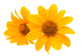 yellow flower isolated