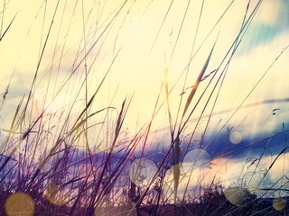 Grass on a sunny morning