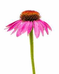echinacea flower isolated - obrazy, fototapety, plakaty