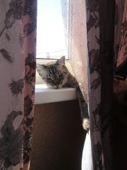 Cat on the window-sill