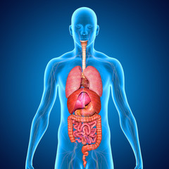 Body with organs