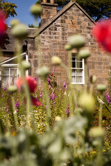 dom Szkocja wieś maki ogród mak czerwony kwiat domek