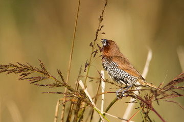 Scaly-breasted munia male bird in Nepal