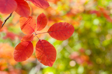 red leaves hanging on the tree