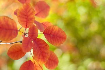Fototapeta na wymiar red leaves on a tree in autumn sun