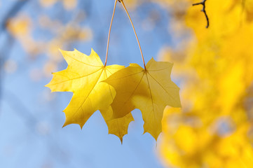 two yellow maple leaves in autumn against a blue sky