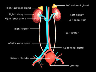 Excretory system