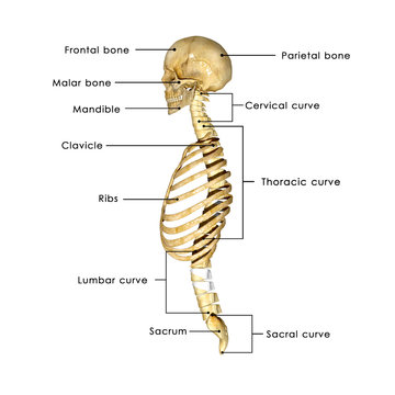 Human Skull and rib cage