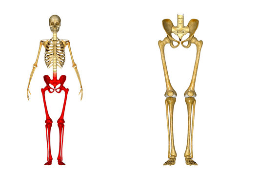 Skeleton legs