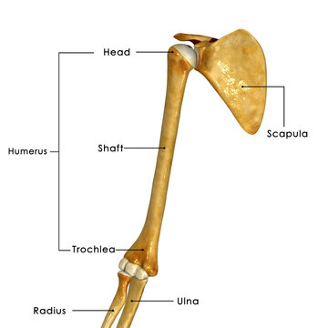 Shoulder Joint