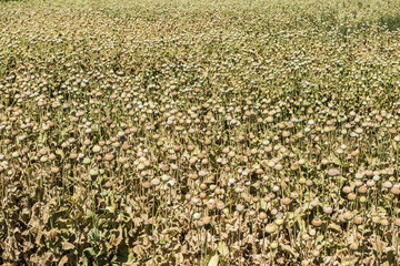 Opium poppies