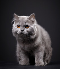 Gray british longhair kitten