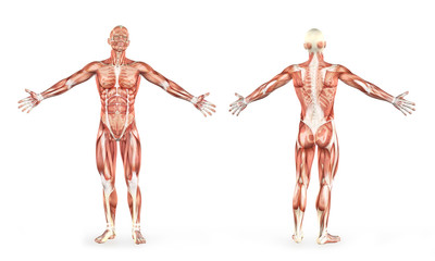 anatomy of the human body and muscles