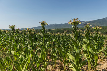 tobacco field