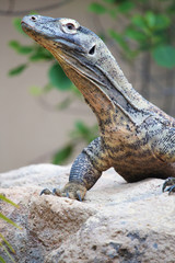 Komodo dragon on a rock