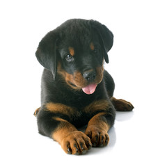 Fototapeta premium puppy rottweiler