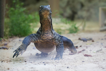 Komodo dragon walking