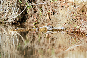 Crocodile in the wild river of Chitwan National Park Nepal
