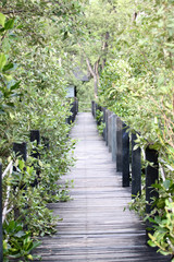 Fototapeta na wymiar Mangrove forest wooden walkway.