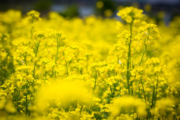 Obraz premium Yellow flowers field