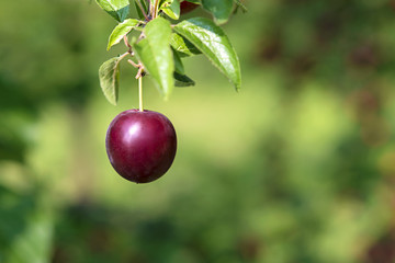 Red ripe plum on the tree macro