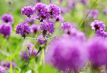 Blumenwiese