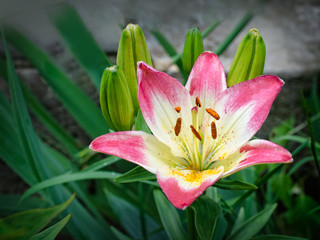 Fototapeta premium Lily varieties 'Lollipop' flowers in the garden