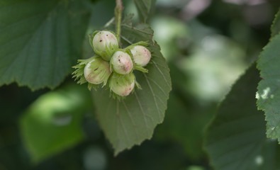 Орехи на ветке