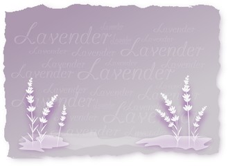 Obraz premium Lavender Background