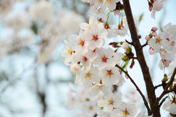 桜